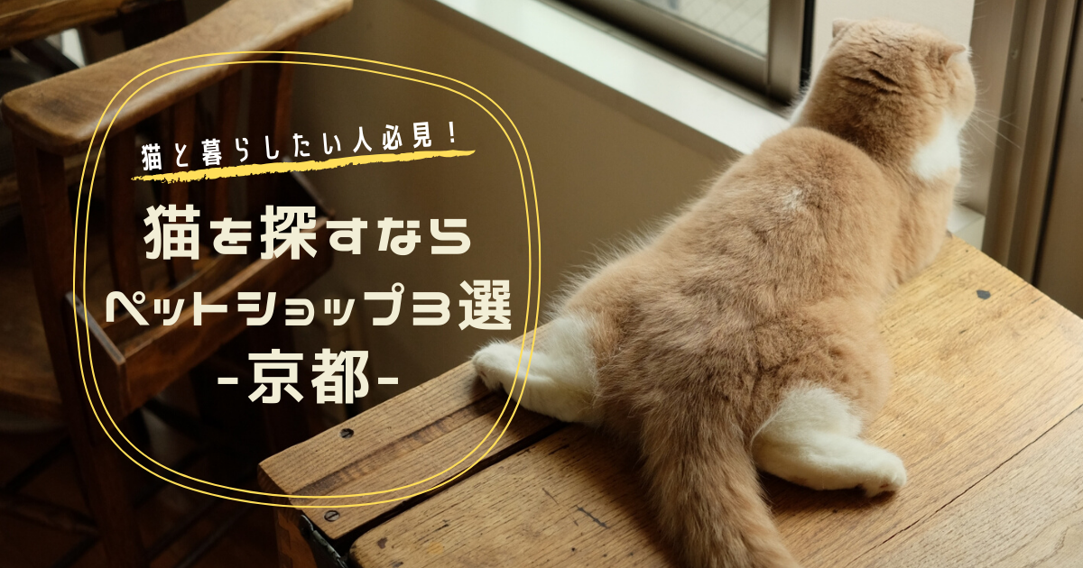 猫を探すならココ 京都市内のペットショップおすすめの店３選 ペット用品の品揃え豊富 はるゆにブログ