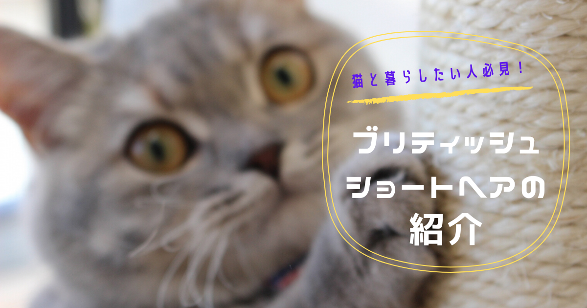 【猫の暮らし紹介！】ブリティッシュショートヘア